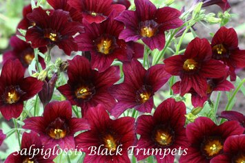 Salpiglossis s. Black Trumpets 290